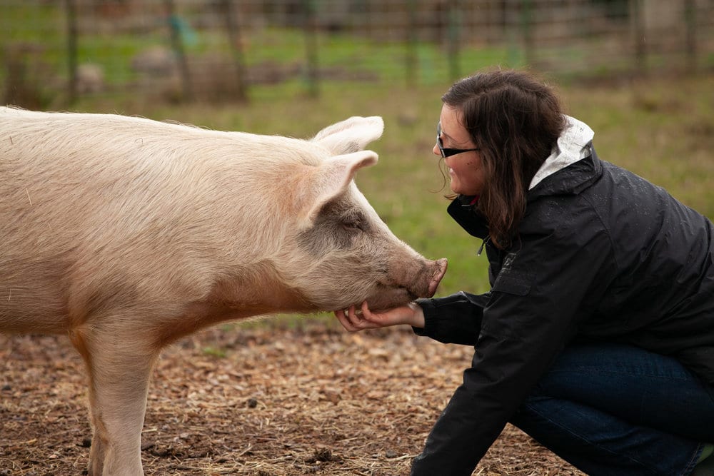 Woman petting a large pig