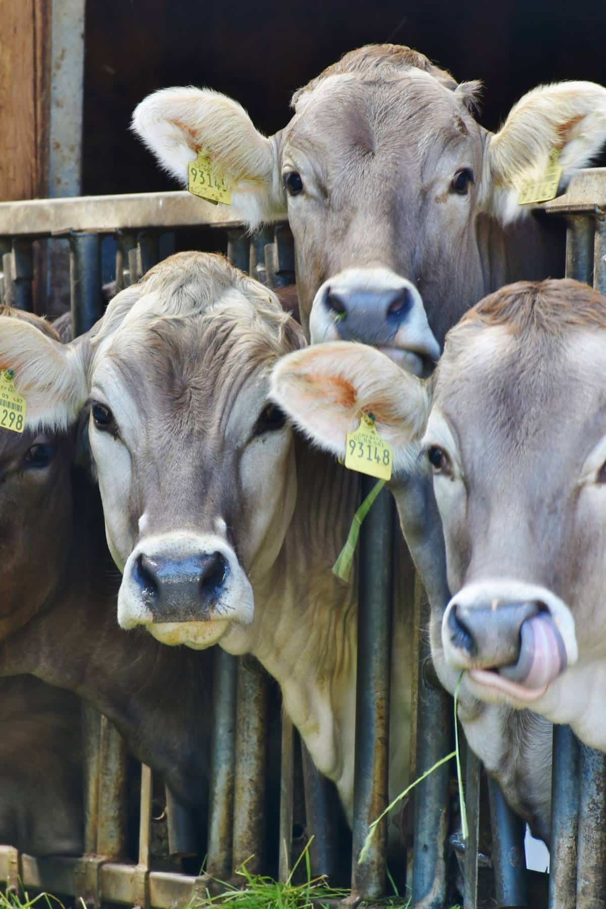 Three cows with their heads sticking through a fence with tags on their ears.